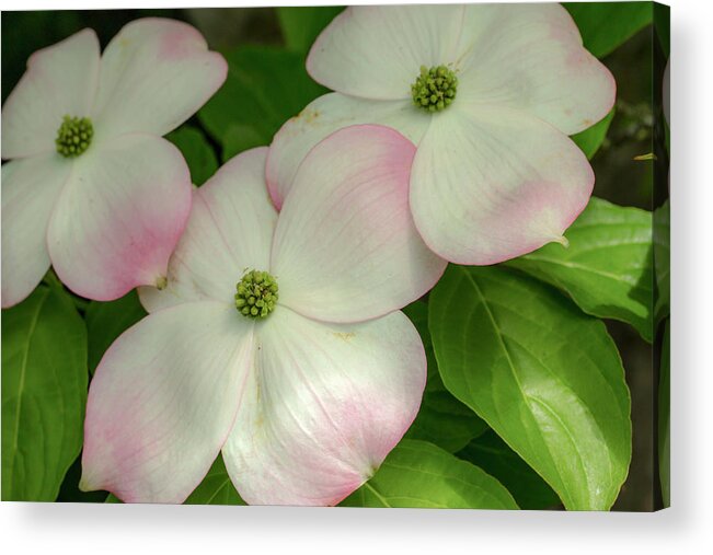 Dogwood Acrylic Print featuring the photograph Touch of Pink2 by Doug Scrima