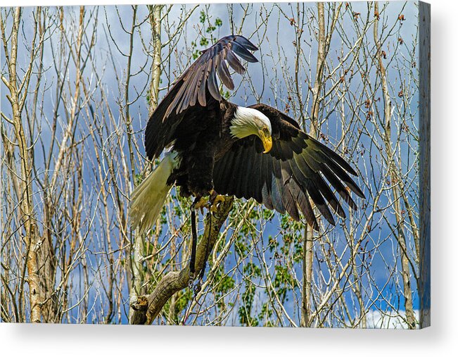 Bald Eagle Acrylic Print featuring the photograph Touchdown by Alana Thrower