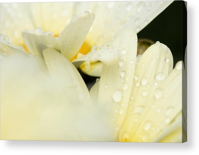Daisy Acrylic Print featuring the photograph Touching by Angela Rath
