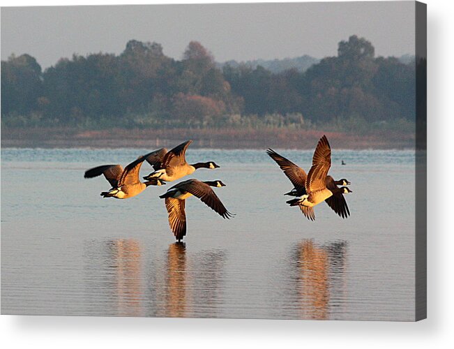 Nature Acrylic Print featuring the photograph Touching Down at Sunrise by Sheila Brown