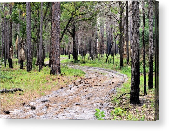 Trail At Rock Springs Acrylic Print featuring the photograph Trail At Rock Springs by Warren Thompson