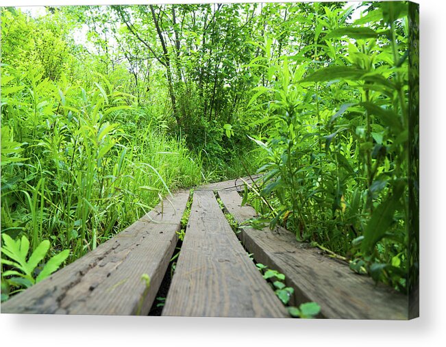 Earth Acrylic Print featuring the photograph Trail by Christopher Brown