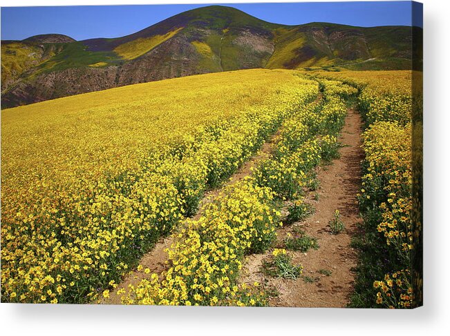 Wildflower Acrylic Print featuring the photograph Trail of wildflowers up the Temblor Range at Carrizo Plain National Monument by Jetson Nguyen