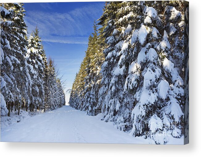 Forest Acrylic Print featuring the photograph Trail through beautiful winter forest on a clear day by Sara Winter