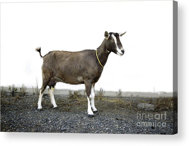 Goat Acrylic Print featuring the photograph Transgenic Goat by Inga Spence