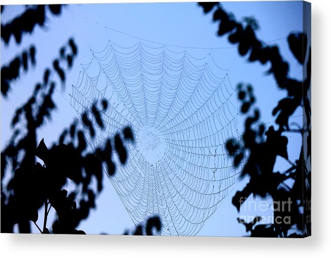 Spider Web Acrylic Print featuring the photograph Transparent Web by Sheri Simmons
