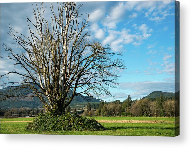 Tree Acrylic Print featuring the photograph Tree and Sky by Tom Cochran