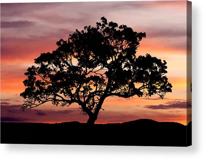 Tree Acrylic Print featuring the photograph Tree at Sunset by Paul Huchton