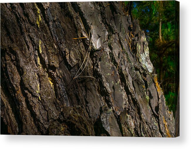 Pine Tree Acrylic Print featuring the photograph Tree Bark Detail by Derek Dean