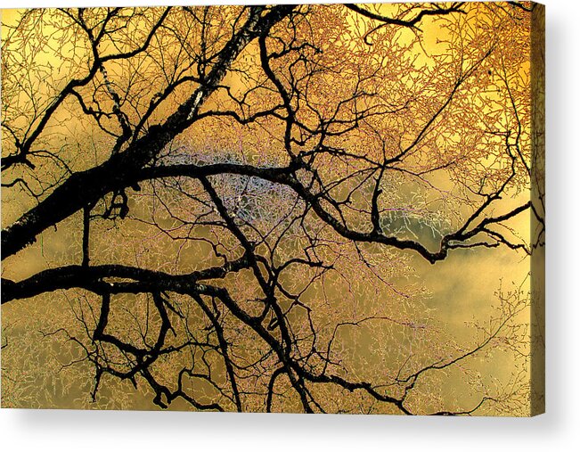 Scenic Acrylic Print featuring the photograph Tree Fantasy 7 by Lee Santa