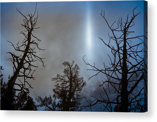 Trees Acrylic Print featuring the photograph Tree Flash by Scott Sawyer