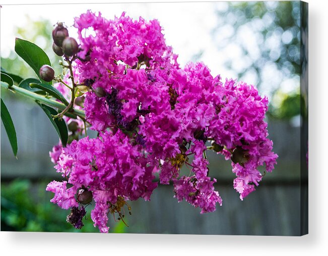 Flowers Acrylic Print featuring the photograph Crepe Myrtle Flower by James Gay