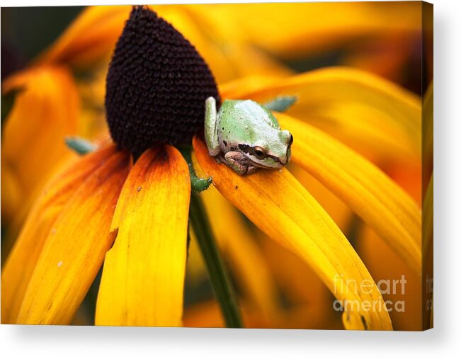 Tree Frogs Acrylic Print featuring the digital art Tree Frog on Flower 2 by Nick Gustafson