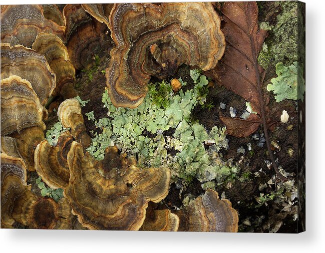 Fungus Acrylic Print featuring the photograph Tree Fungus by Mike Eingle