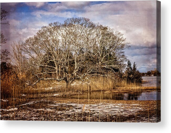 Marsh Acrylic Print featuring the photograph Tree in Marsh by Frank Winters
