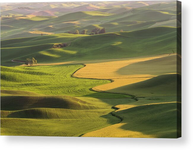 Palouse Acrylic Print featuring the photograph Tree in the Morning Sunrise by Daniel Ryan