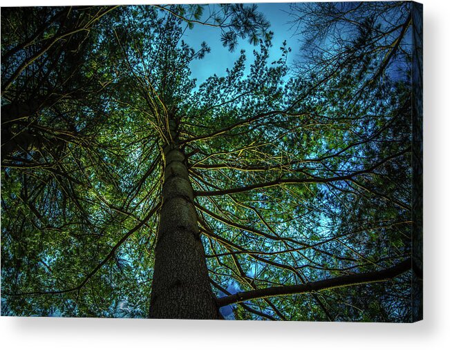 Tree Acrylic Print featuring the photograph Tree Light by Bruce Pritchett