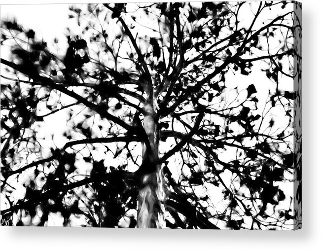 Tree Acrylic Print featuring the photograph Tree of Fae by Gina O'Brien