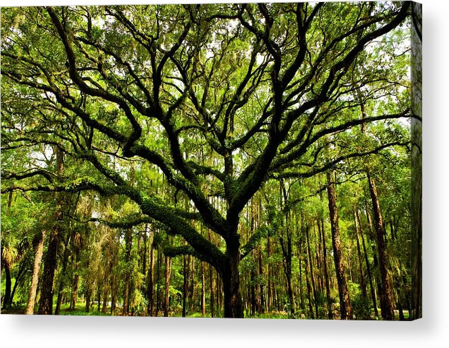 Tree Acrylic Print featuring the photograph Tree of Life by Stoney Lawrentz