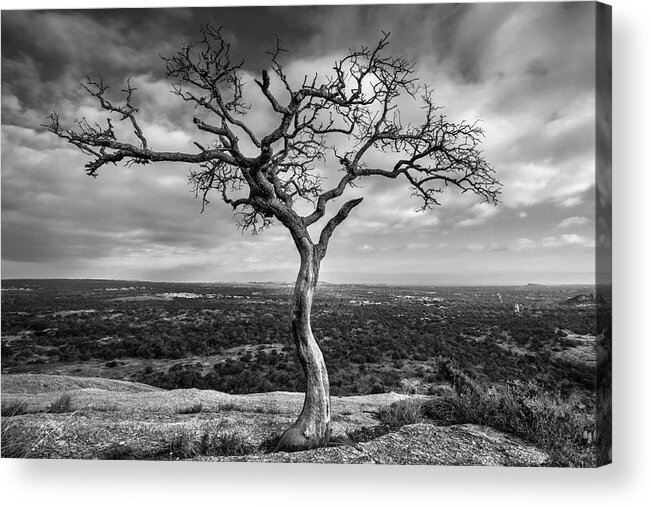 Tree Acrylic Print featuring the photograph Tree On Enchanted Rock in Black And White by Todd Aaron