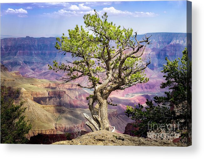 Arizona Acrylic Print featuring the photograph Tree on the Edge by Jerry Fornarotto