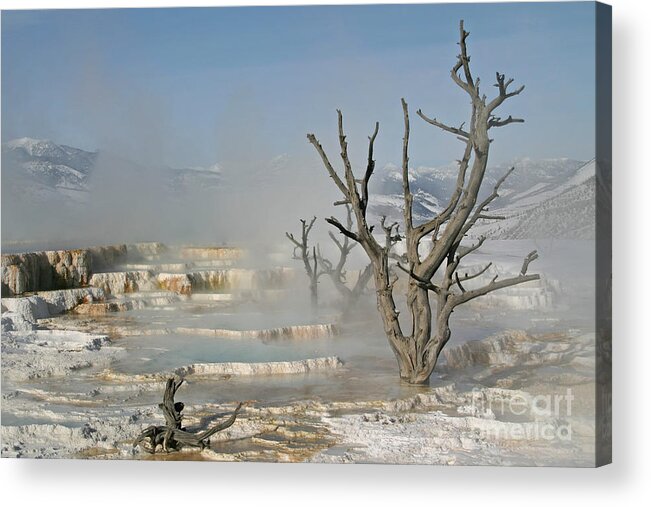 Tree Acrylic Print featuring the photograph Tree Skeletons in the Mist by Katie LaSalle-Lowery