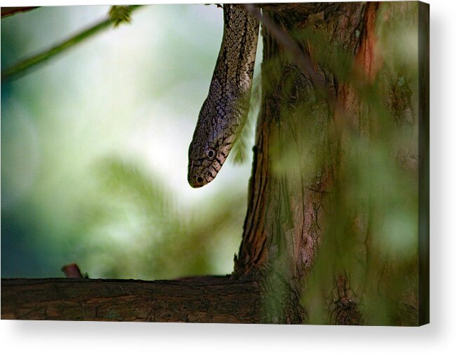 Snake Acrylic Print featuring the photograph Tree Snake In Bald Cypress by DB Hayes