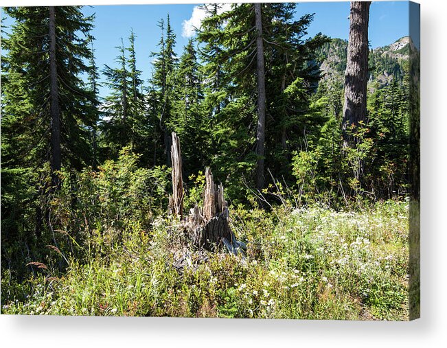 Tree Acrylic Print featuring the photograph Tree Stump Near Picture Lake by Tom Cochran