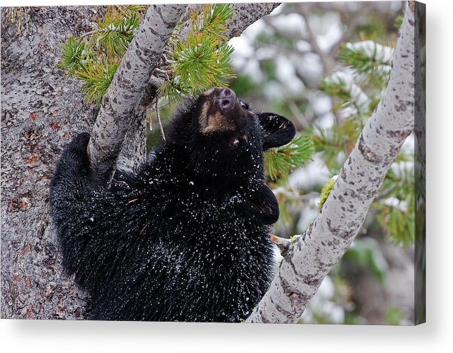 Black Bear Acrylic Print featuring the photograph Tree Top Bear by Mark Miller
