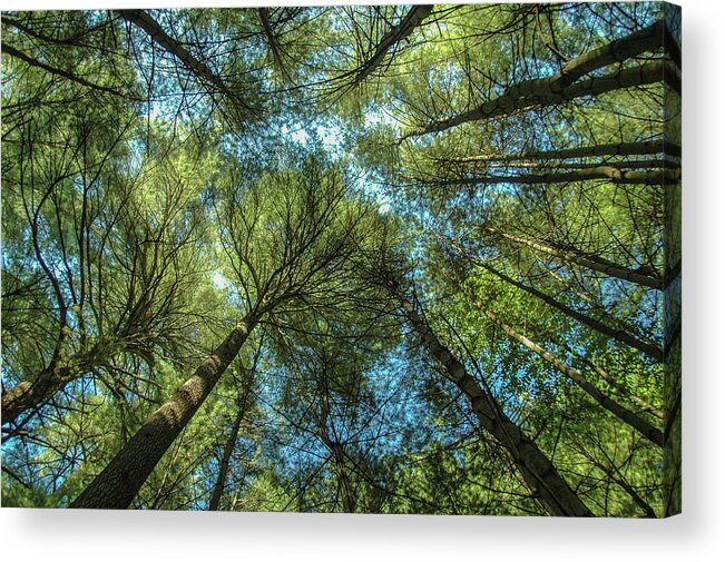 Forest Acrylic Print featuring the photograph Tree Tops by Cathy Kovarik