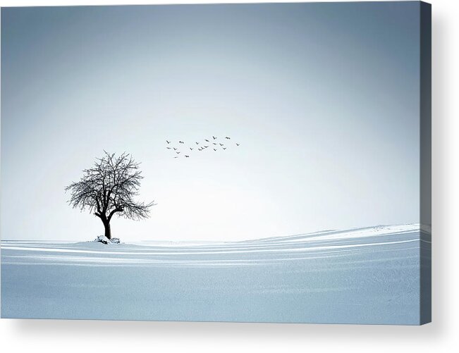 Alone Acrylic Print featuring the photograph Tree winter by Bess Hamiti