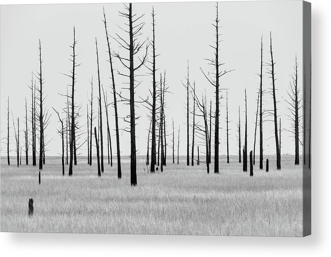 Landscape Acrylic Print featuring the photograph Trees Die off by Louis Dallara