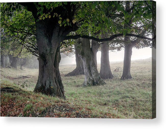 Ireland Acrylic Print featuring the photograph Trees in Autumn Mist by Sublime Ireland