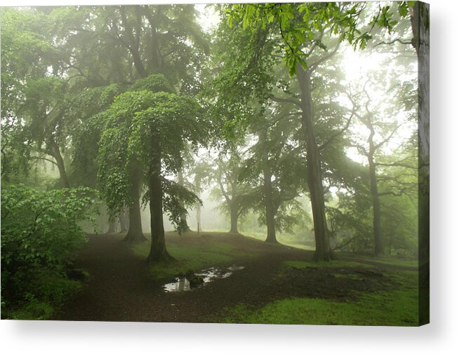 Fog Acrylic Print featuring the photograph Trees in the Mist. by Elena Perelman