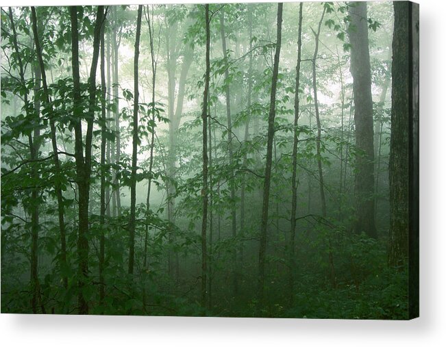Asheville Acrylic Print featuring the photograph Trees in the Mist by Joye Ardyn Durham