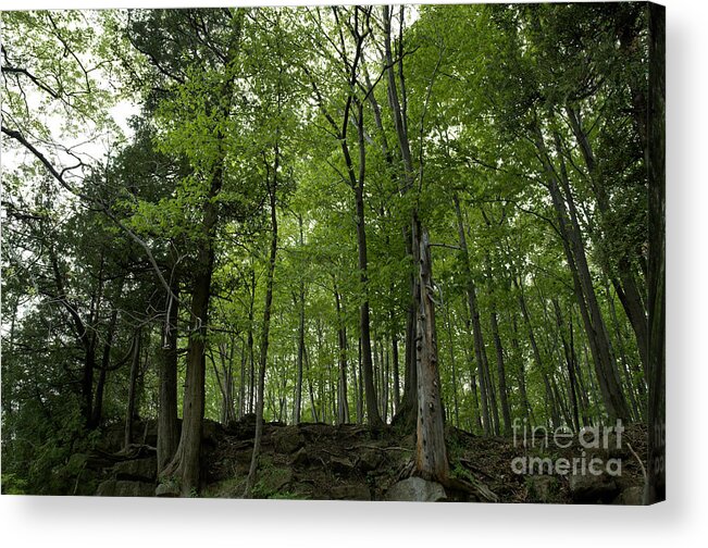 Tree Acrylic Print featuring the photograph Trees on the Edge by Kathi Shotwell
