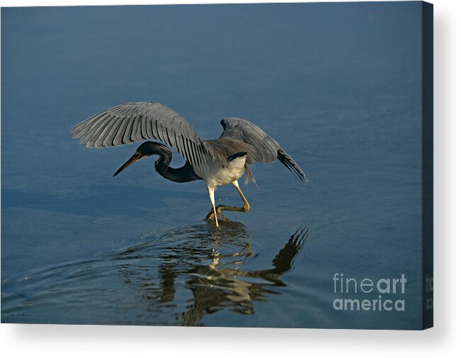 Wading Bird Acrylic Print featuring the photograph Tri Colored Heron Fishing by John Harmon