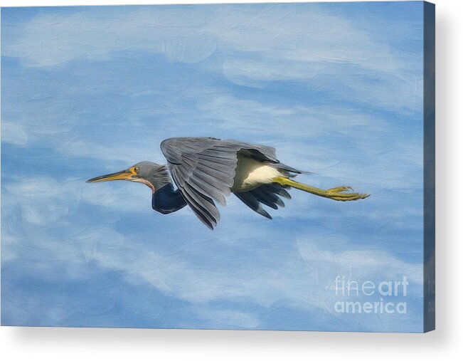 Wildlife Acrylic Print featuring the painting Tri Colored In November by Deborah Benoit