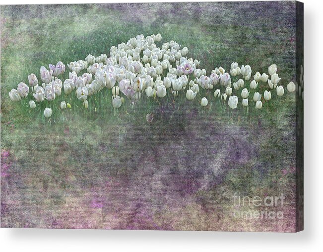 Photography Acrylic Print featuring the photograph Triangle of White Tulips by Kaye Menner by Kaye Menner