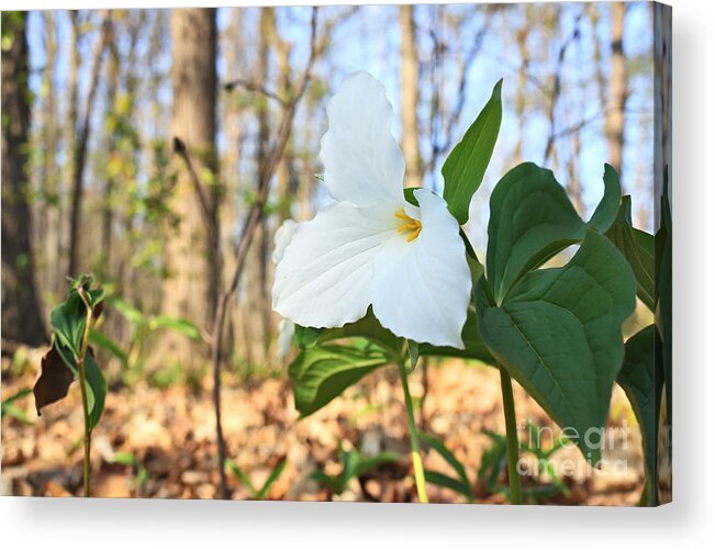 Trillium Acrylic Print featuring the photograph Trillium grandiflorum by Charline Xia