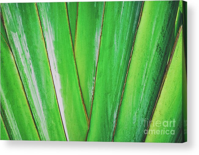 Plant Acrylic Print featuring the photograph Tropical Abstract by Scott Pellegrin