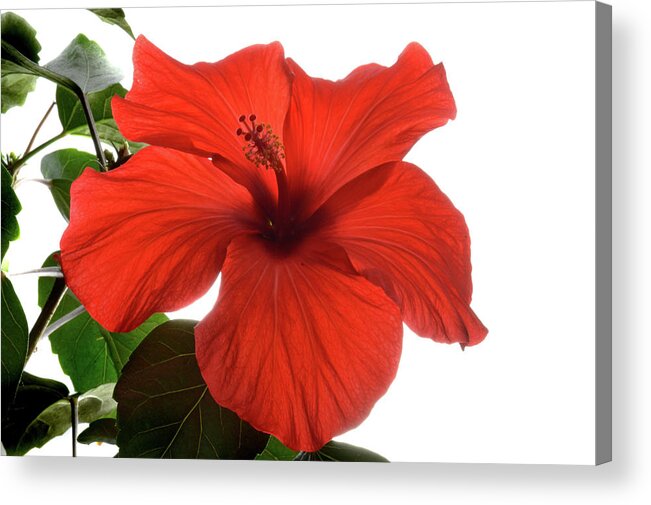 Hibiscus Acrylic Print featuring the photograph Tropical Bloom. by Terence Davis
