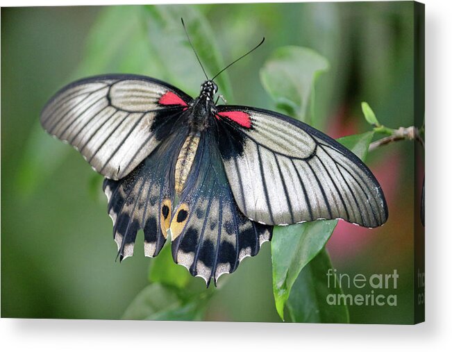 Tropical Butterfly Exotic Acrylic Print featuring the photograph Tropical butterfly by Julia Gavin