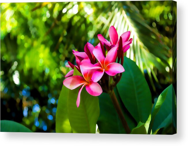 Tropical Impression Acrylic Print featuring the painting Tropical Impressions - Vivid Pink Plumeria Blossoms by Georgia Mizuleva