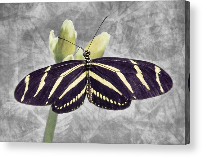 Zebra Butterfly Acrylic Print featuring the photograph Tropical Serenity by Leda Robertson