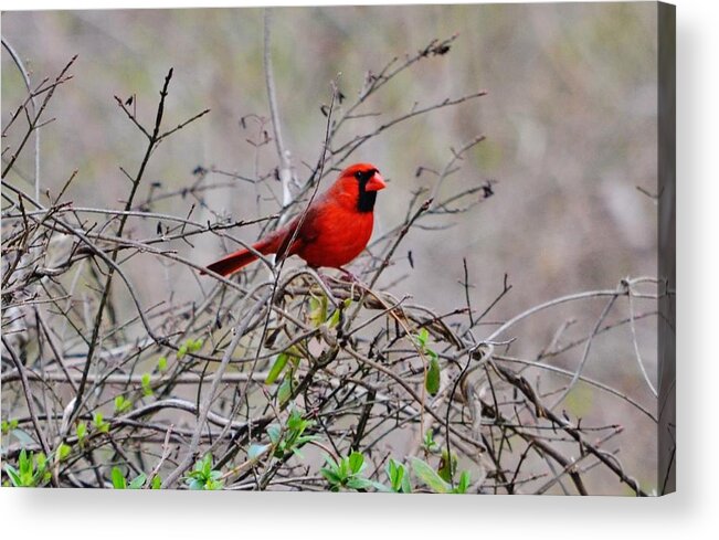 Cardinal Acrylic Print featuring the photograph Troy by Eileen Brymer