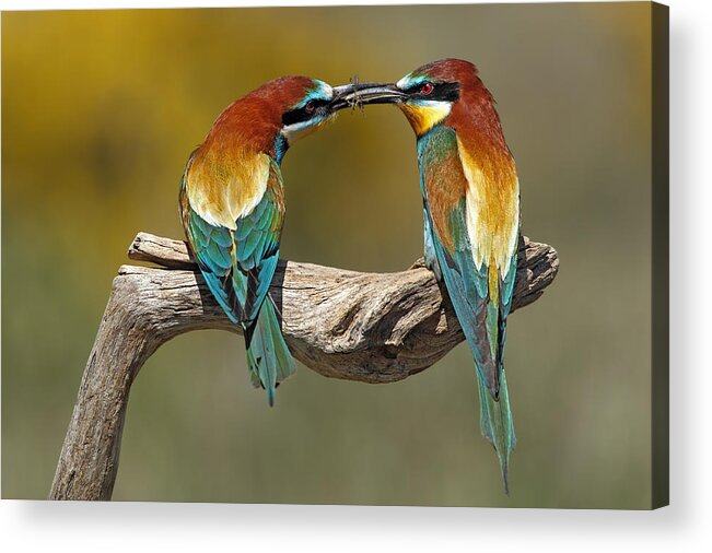 Nature Acrylic Print featuring the photograph True Love by Nicol?s Merino