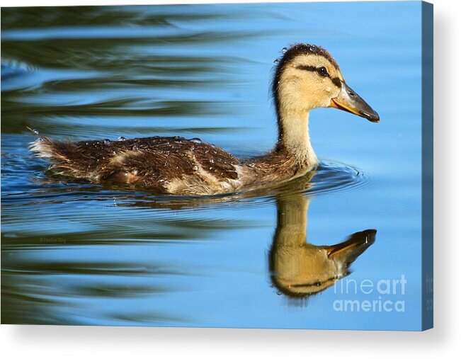 Adorable Acrylic Print featuring the photograph True reflection by Heather King