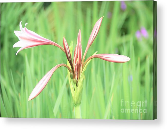 Flowers Acrylic Print featuring the photograph Trumpet by Merle Grenz