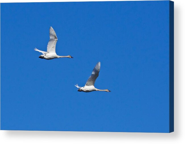 Swan Acrylic Print featuring the photograph Trumpeter Swan 1727 by Michael Peychich